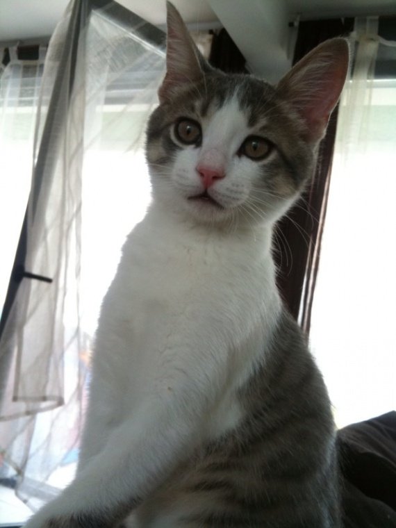 Chaton De 3 Mois Qui Ne Grossit Pas Chaton De 3 Mois Qui Ne Grossit Pas