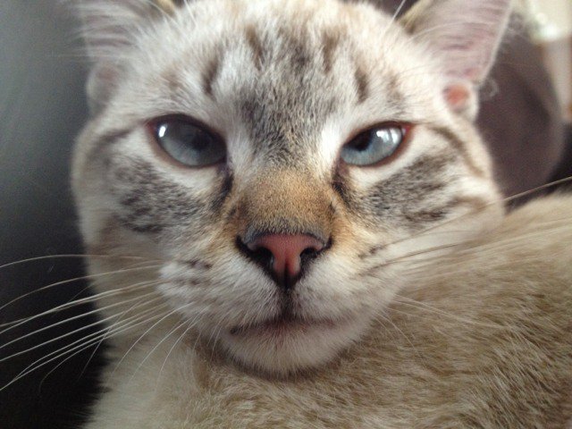 Question Louche Chats Forum Animaux Doctissimo Question Louche Chats Forum Animaux Doctissimo
