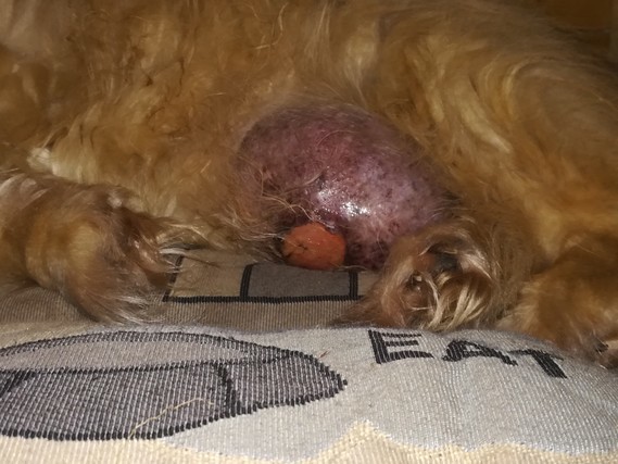 Moi Chien A Une Grosse Boule Sur Le Ventre Est Ce Que C Est Grave Moi Chien A Une Grosse Boule Sur Le Ventre Est Ce Que C Est Grave