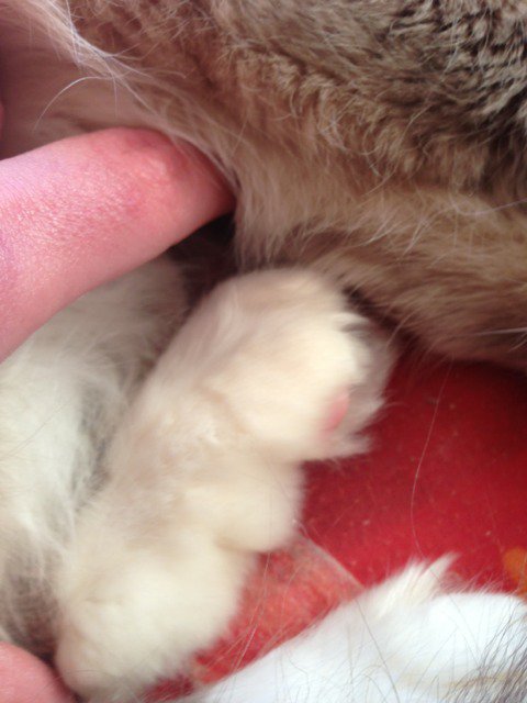 Luxation Patte Qui A Eu Le Cas Chats Forum Animaux Doctissimo Luxation Patte Qui A Eu Le Cas Chats Forum Animaux Doctissimo