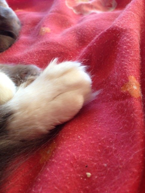 Luxation Patte Qui A Eu Le Cas Chats Forum Animaux Doctissimo Luxation Patte Qui A Eu Le Cas Chats Forum Animaux Doctissimo