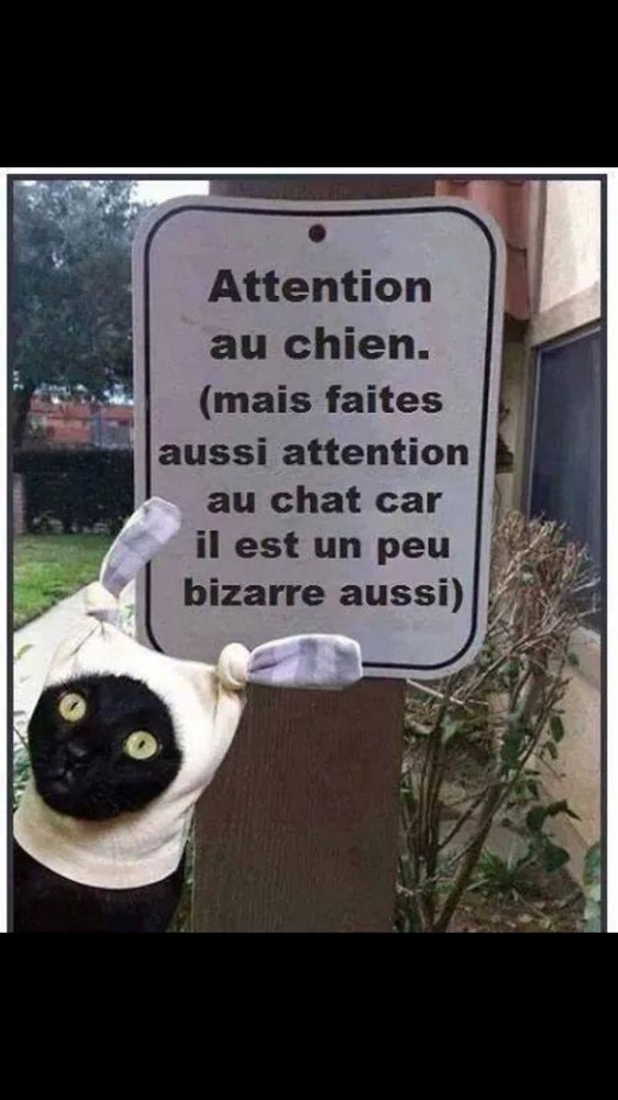 chat va bien