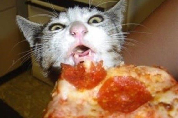pizza vs cat