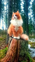king of the forest
