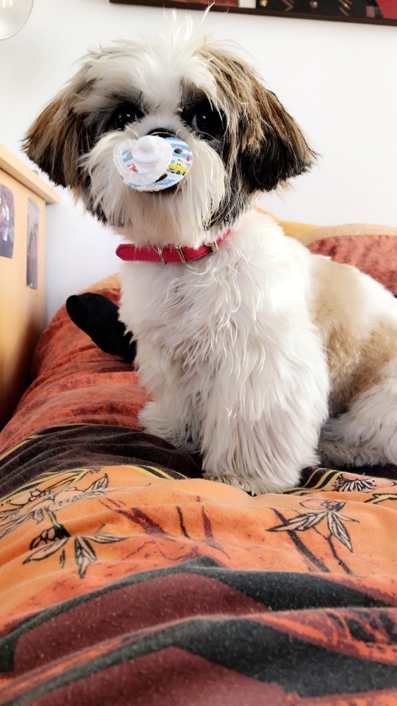 Adoption chiot à la Spa Adoption d'un chien Chien