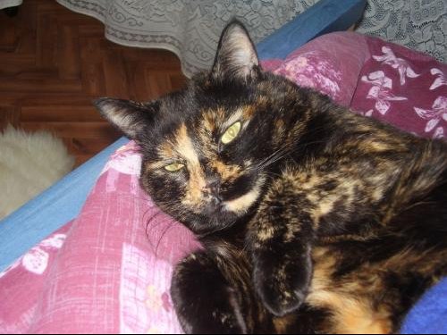 Chat Dort Au Dessus De Ma Tete A tous ceux qui ont une écaille de tortue ! - Page : 3 - Chats - FORUM