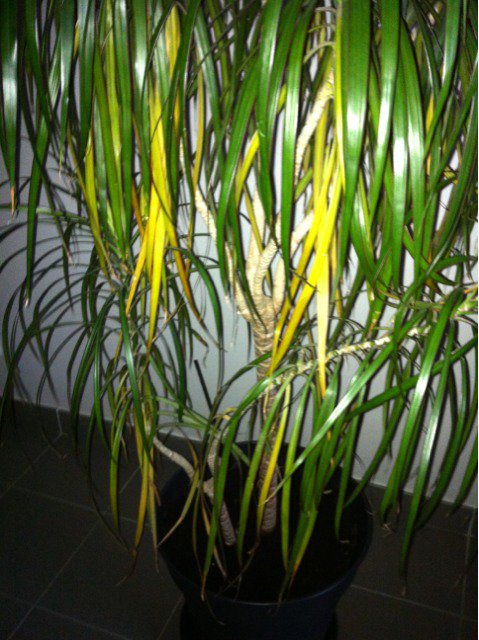 Mon dracaena jauni - Jardinage - FORUM Vie Pratique - Club.doctissimo.fr