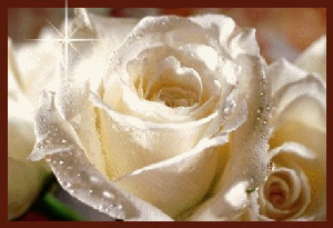 Rose Blanche Scintillante Roses Scintillantes Florie45 Photos Club Doctissimo Rose Blanche Scintillante Roses Scintillantes Florie45 Photos Club Doctissimo