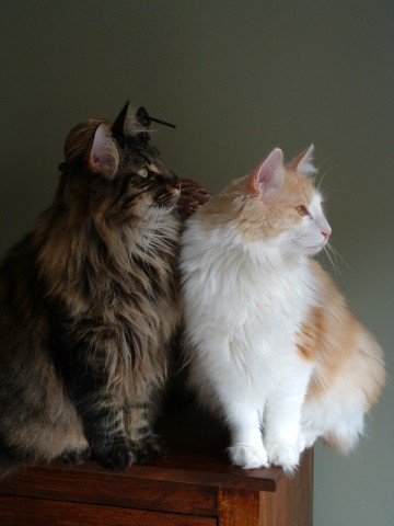 Mon Chat A Un Ph A 9 Medecine Veterinaire Forum Animaux Doctissimo Mon Chat A Un Ph A 9 Medecine Veterinaire Forum Animaux Doctissimo