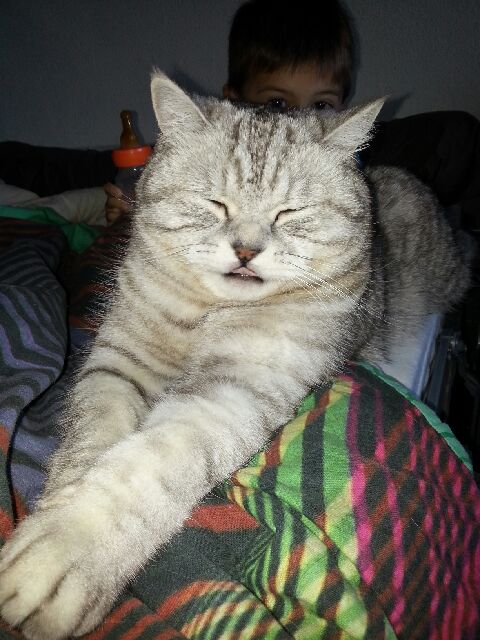 Mise En Garde Canape Convertible Et Chat Chats Forum Animaux Doctissimo Mise En Garde Canape Convertible Et Chat Chats Forum Animaux Doctissimo