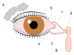 Canal Lacrymal Bouche Bebe Grandit Forum Grossesse Amp Bebe Doctissimo Canal Lacrymal Bouche Bebe Grandit Forum Grossesse Amp Bebe Doctissimo