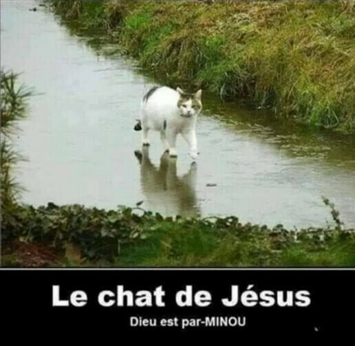 Le chat de Jésus