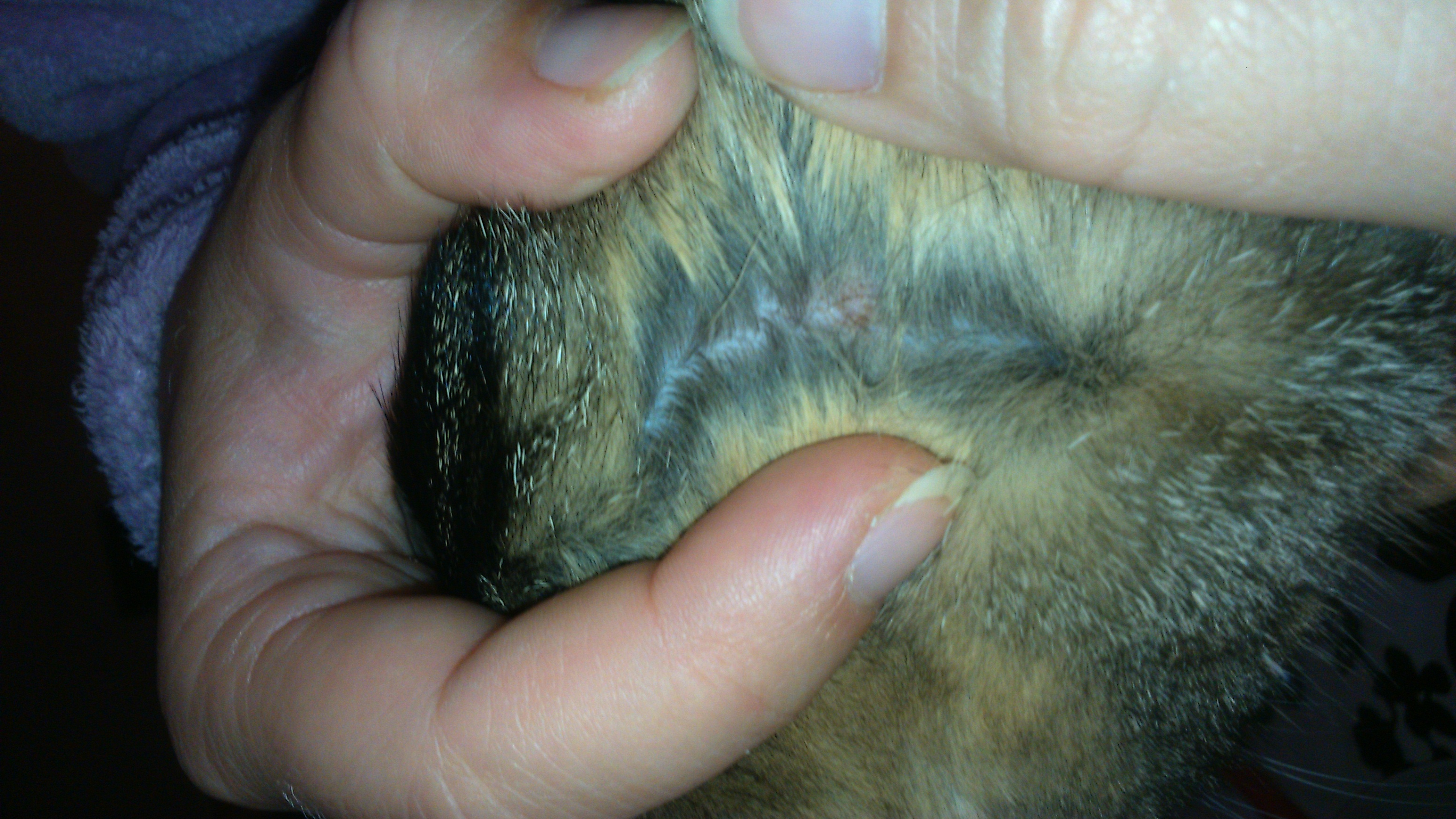 Fibrosarcome Chats Forum Animaux Doctissimo Fibrosarcome Chats Forum Animaux Doctissimo