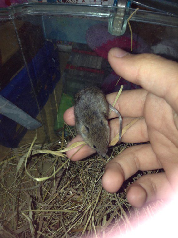 Bebe Mulot Bebe Mulot