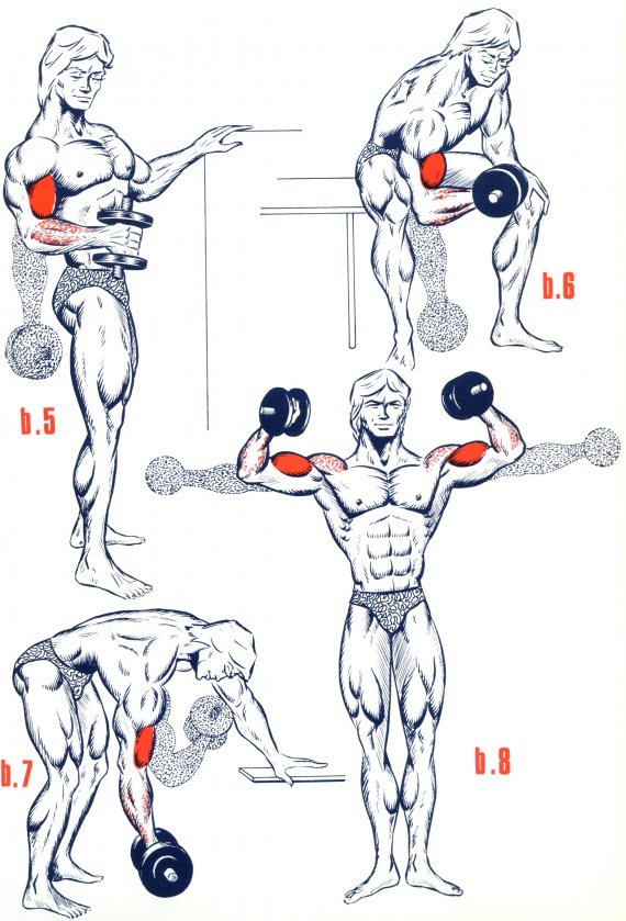 Biceps1