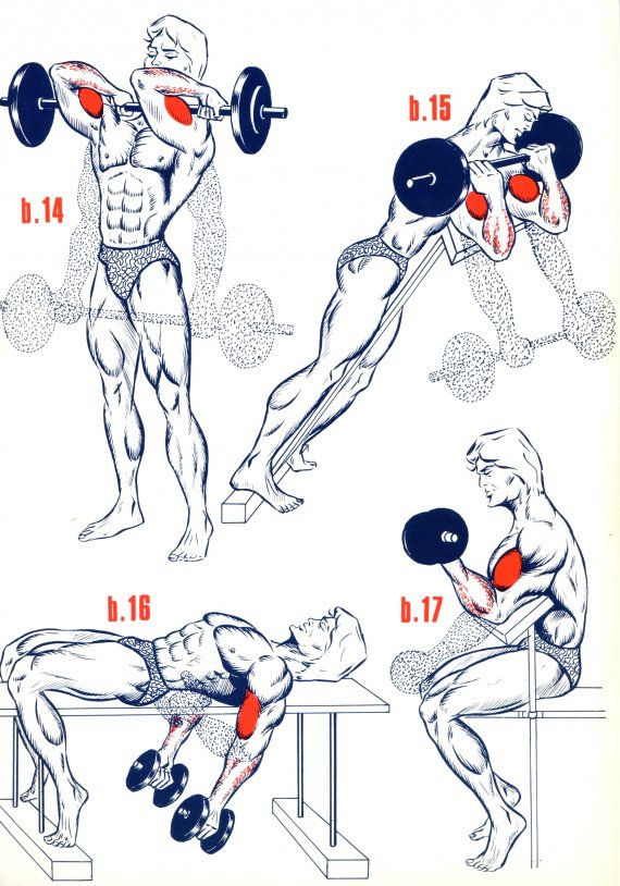 Biceps3