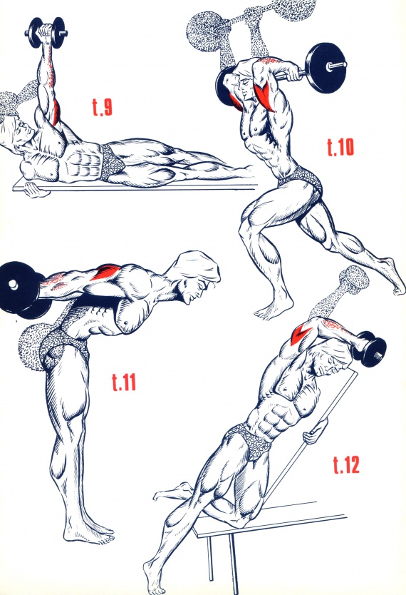 Triceps2