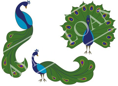 peacocks-lg-web