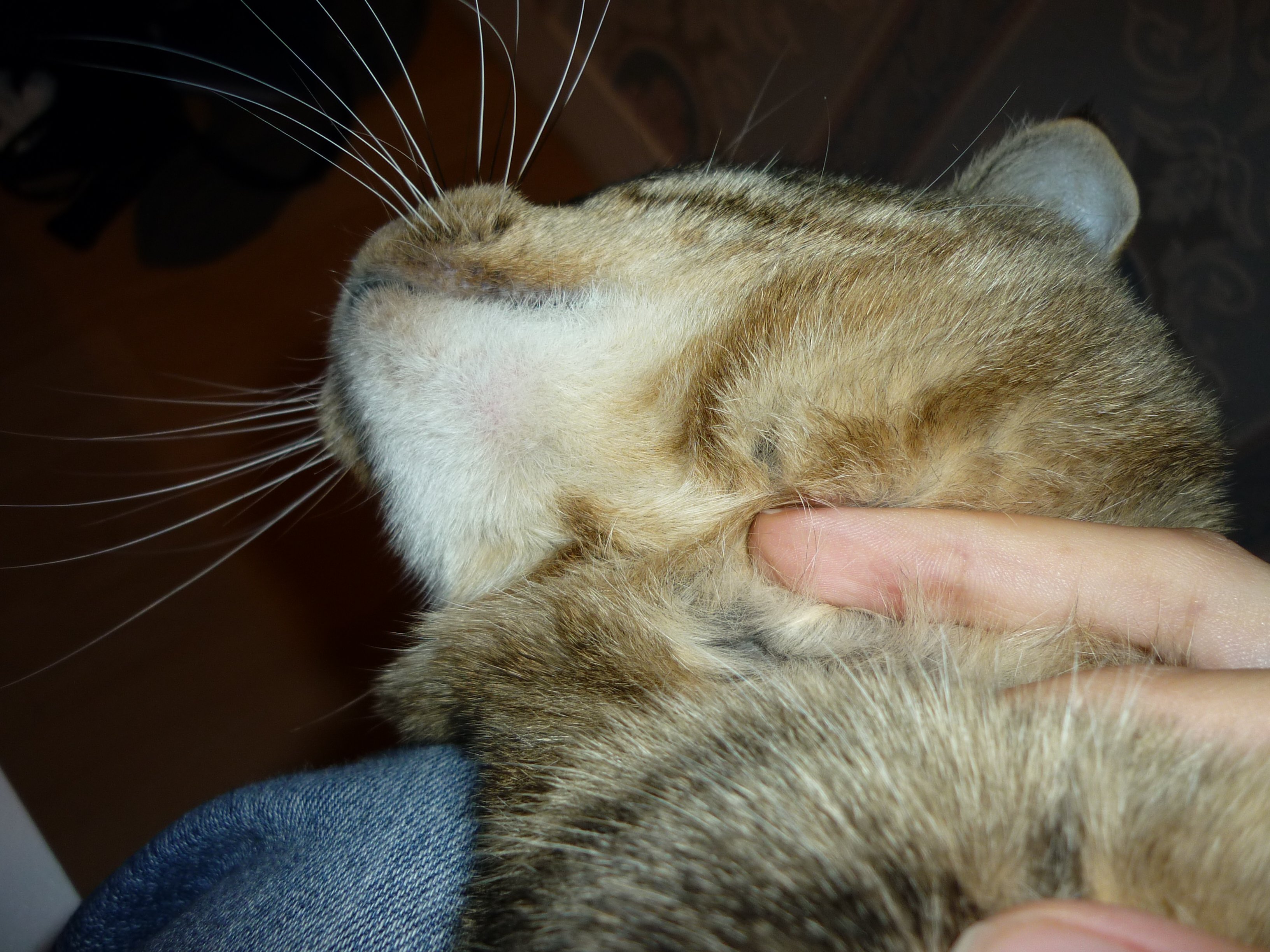 Menton De Mon Chat Avec Une Mini Bosse Chats Forum Animaux Doctissimo Menton De Mon Chat Avec Une Mini Bosse Chats Forum Animaux Doctissimo