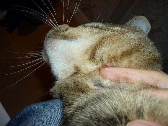 Menton De Mon Chat Avec Une Mini Bosse Menton De Mon Chat Avec Une Mini Bosse