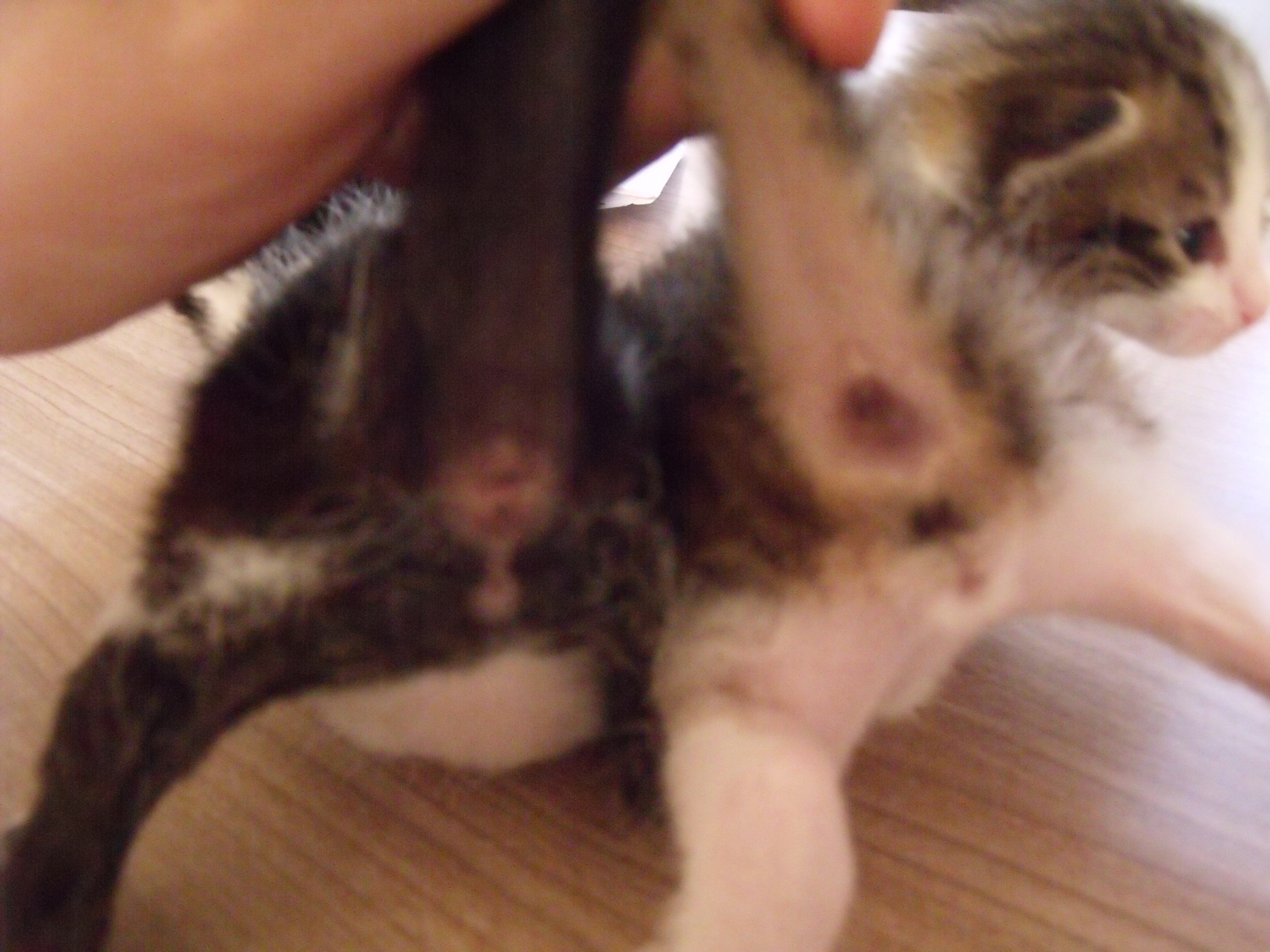 Quel Est Le Sexe De Mes Chatons Chats Forum Animaux Doctissimo Quel Est Le Sexe De Mes Chatons Chats Forum Animaux Doctissimo