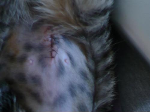 Cicatrisation Sterilisation Chat Chats Forum Animaux Doctissimo Cicatrisation Sterilisation Chat Chats Forum Animaux Doctissimo