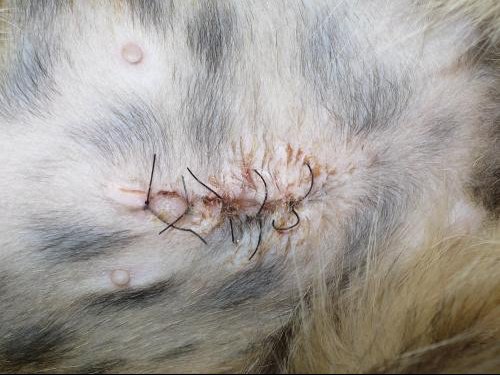 Cicatrisation Sterilisation Chat Chats Forum Animaux Doctissimo Cicatrisation Sterilisation Chat Chats Forum Animaux Doctissimo