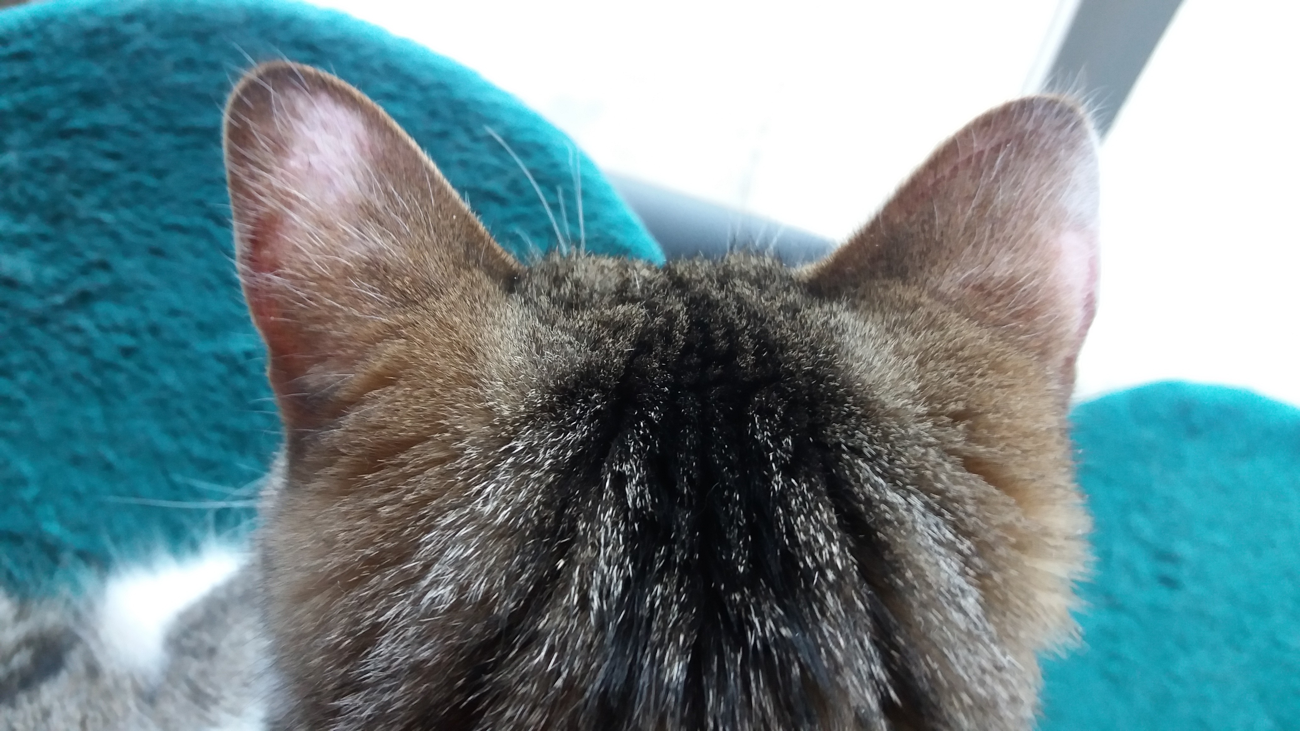 Pelade Aux Oreilles La Sante De Votre Chat Chats Forum Animaux Doctissimo Pelade Aux Oreilles La Sante De Votre Chat Chats Forum Animaux Doctissimo