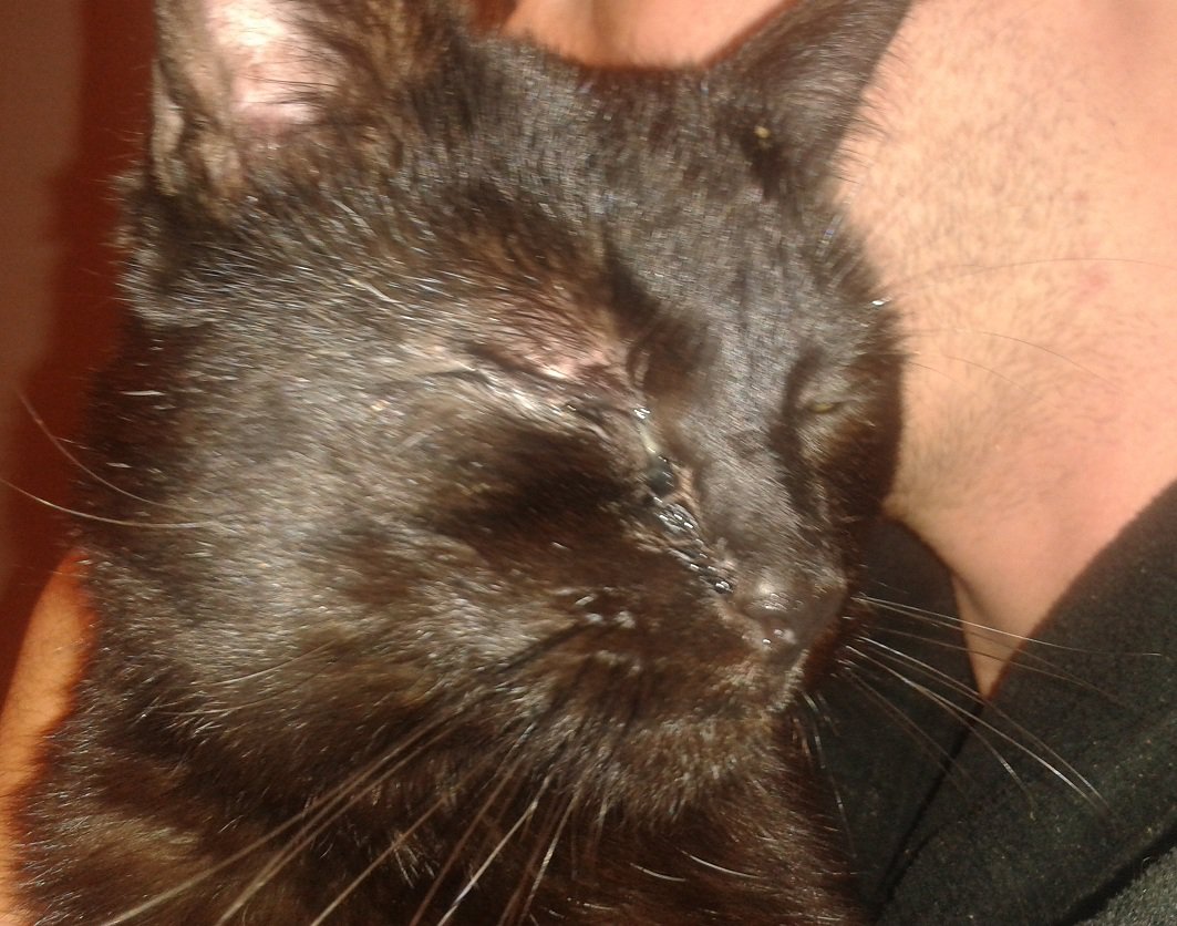 Grosses Blessures A L Oeil De Mon Chat Quels Premiers Soint Apporter Medecine Veterinaire Forum Animaux Grosses Blessures A L Oeil De Mon Chat Quels Premiers Soint Apporter Medecine Veterinaire Forum Animaux