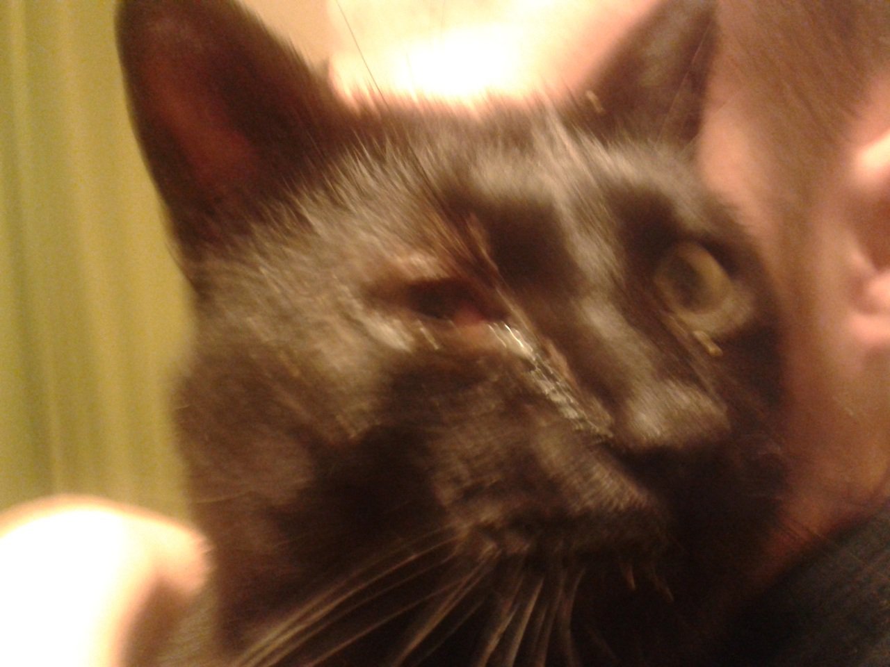 Grosses Blessures A L Oeil De Mon Chat Quels Premiers Soint Apporter Medecine Veterinaire Forum Animaux Doctissimo