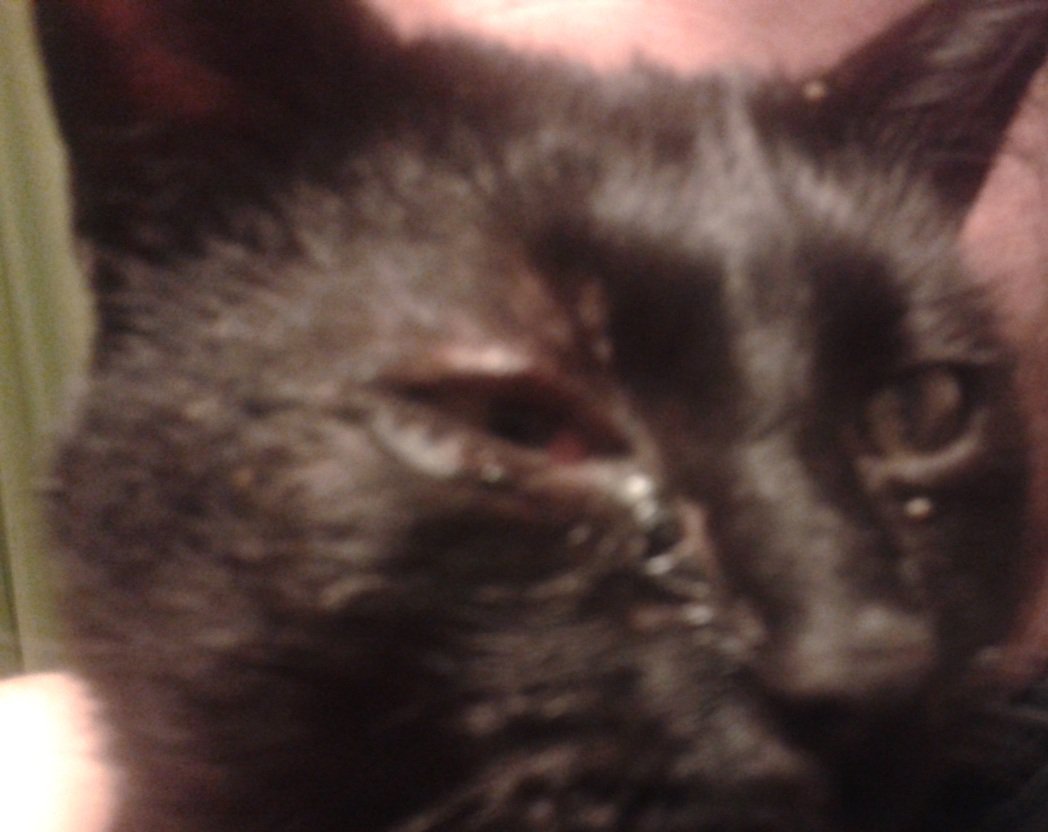 Grosses Blessures A L Oeil De Mon Chat Quels Premiers Soint Apporter Medecine Veterinaire Forum Animaux