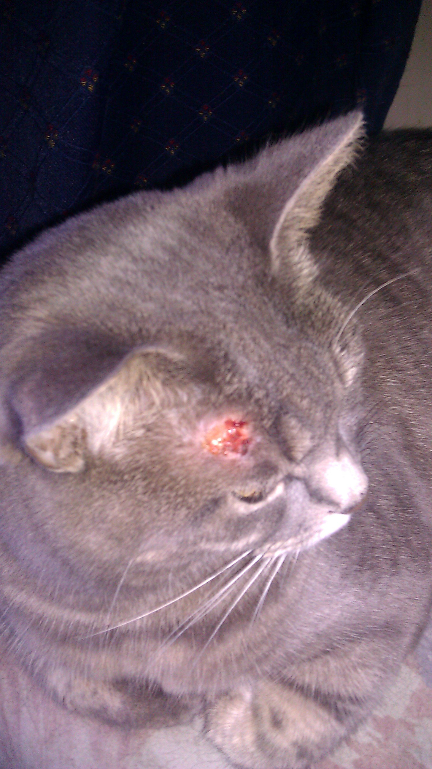 Blessure Au Dessus De L Oeil Chats Forum Animaux Doctissimo Blessure Au Dessus De L Oeil Chats Forum Animaux Doctissimo
