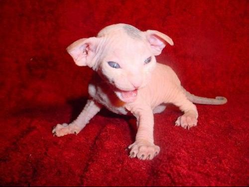 Chat Sans Poils Chat Sans Poils