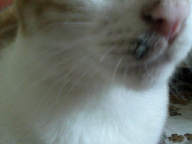 Une Tache Noir C Est Quoi Chats Forum Animaux Doctissimo Une Tache Noir C Est Quoi Chats Forum Animaux Doctissimo