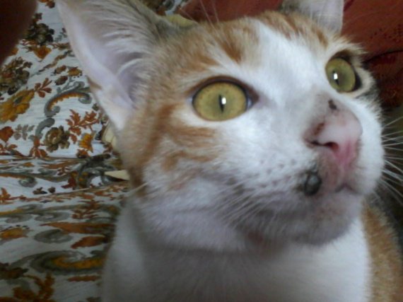 Une Tache Noir C Est Quoi Une Tache Noir C Est Quoi