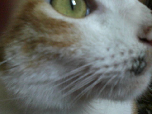 Une Tache Noir C Est Quoi Chats Forum Animaux Doctissimo Une Tache Noir C Est Quoi Chats Forum Animaux Doctissimo