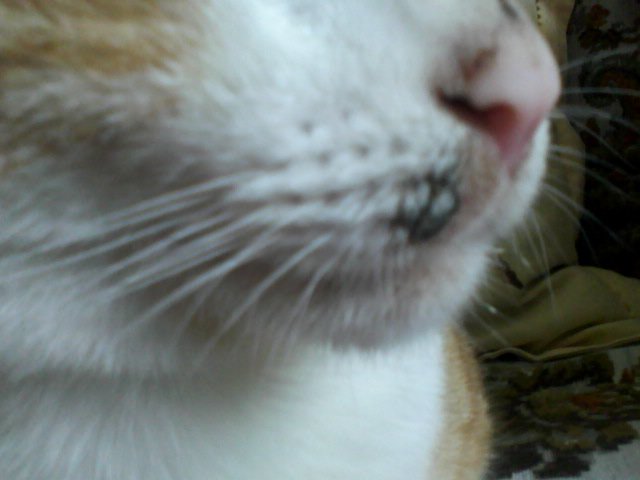 Une Tache Noir C Est Quoi Chats Forum Animaux Doctissimo Une Tache Noir C Est Quoi Chats Forum Animaux Doctissimo