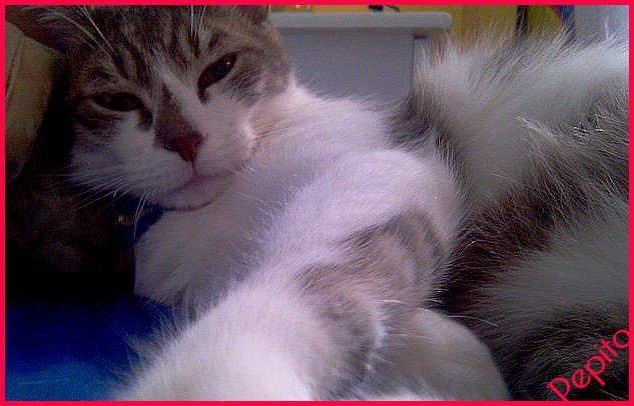 Chat Stressé En Voiture Chats Forum Animaux