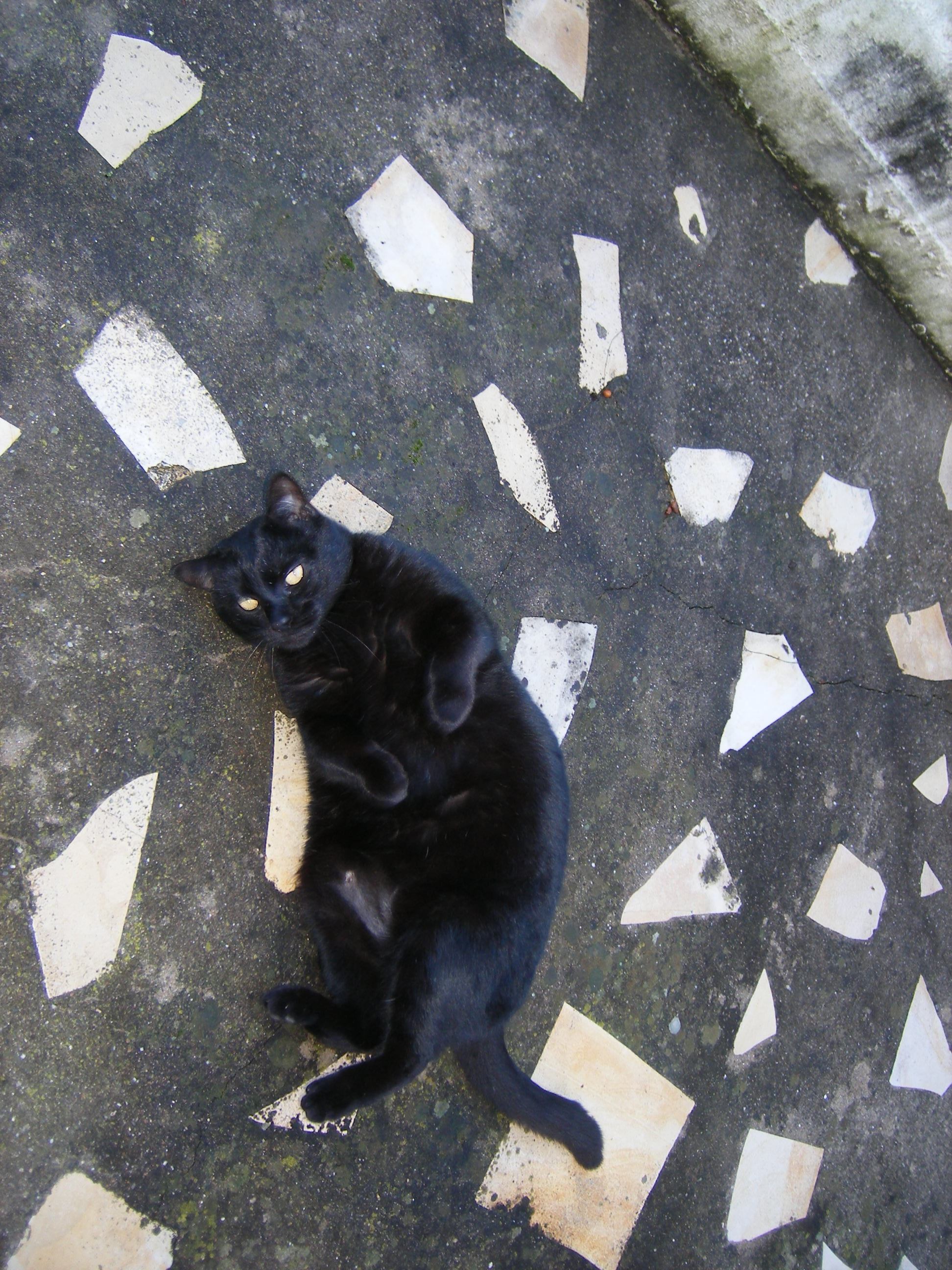 Changement De Caractere Comportement Apres 1 An Et Demi D Errance Chats Forum Animaux Doctissimo Changement De Caractere Comportement Apres 1 An Et Demi D Errance Chats Forum Animaux Doctissimo