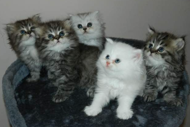 Besoin D Aide Chat Type Persan Arnaque Ou Non Chats Forum Animaux Doctissimo