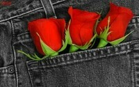 Red-Red-Rose-roses-11662035-500-313