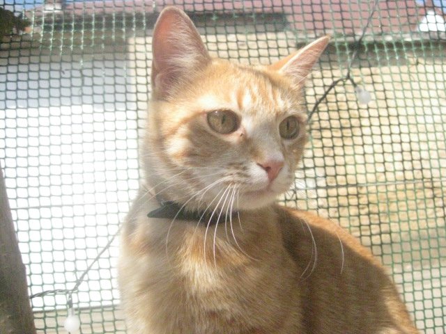 Chat Qui Perd Ses Poils Au Dessus Des Yeux Chats Forum Animaux Doctissimo Chat Qui Perd Ses Poils Au Dessus Des Yeux Chats Forum Animaux Doctissimo