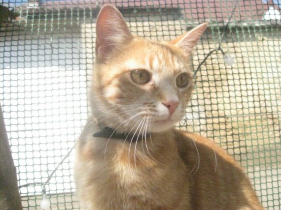 Chat Qui Perd Ses Poils Au Dessus Des Yeux Chat Qui Perd Ses Poils Au Dessus Des Yeux