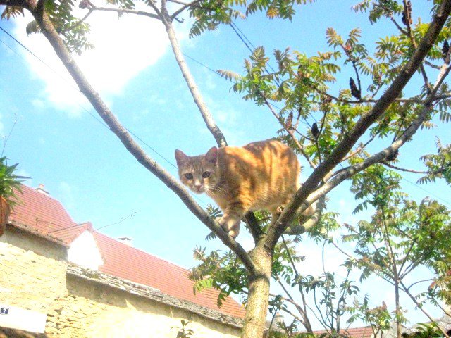 Chat Qui Perd Ses Poils Au Dessus Des Yeux Chats Forum Animaux Doctissimo Chat Qui Perd Ses Poils Au Dessus Des Yeux Chats Forum Animaux Doctissimo