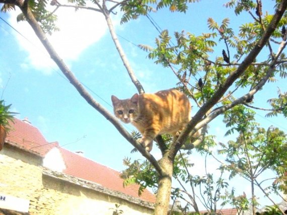 Chat Qui Perd Ses Poils Au Dessus Des Yeux Chat Qui Perd Ses Poils Au Dessus Des Yeux