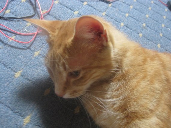 Chat Qui Perd Ses Poils Au Dessus Des Yeux Chat Qui Perd Ses Poils Au Dessus Des Yeux