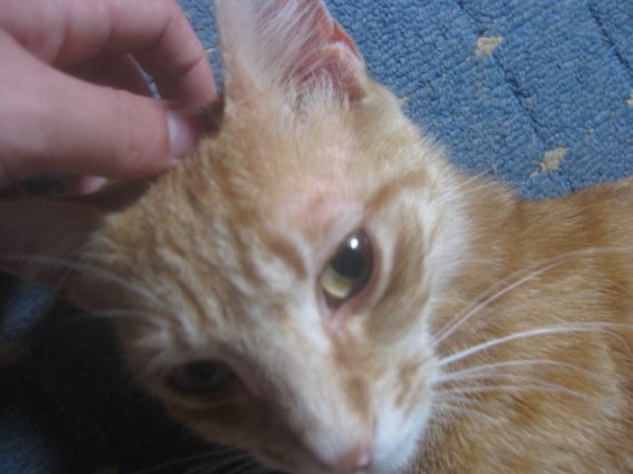 Chat Qui Perd Ses Poils Au Dessus Des Yeux Chat Qui Perd Ses Poils Au Dessus Des Yeux