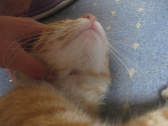 Chat Qui Perd Ses Poils Au Dessus Des Yeux Chat Qui Perd Ses Poils Au Dessus Des Yeux