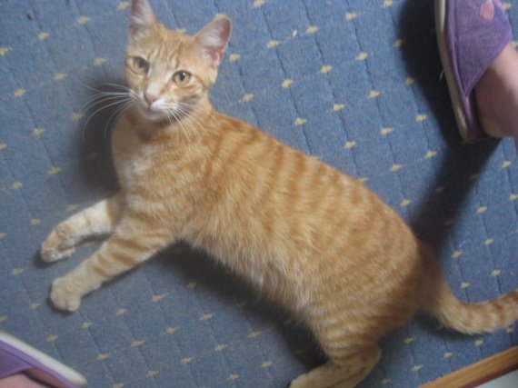Chat Qui Perd Ses Poils Au Dessus Des Yeux Chat Qui Perd Ses Poils Au Dessus Des Yeux