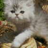 chat-persan-silver-shaded-1-1